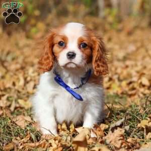 Tiger, Cavalier King Charles Spaniel Puppy